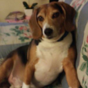 Meet your Posher, Ada